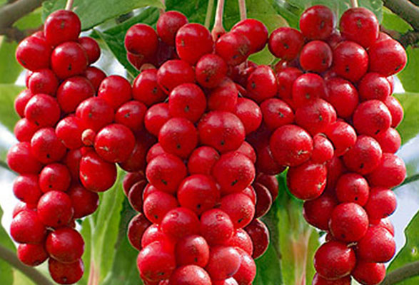 Schisandra Chinensis Fruit Extract