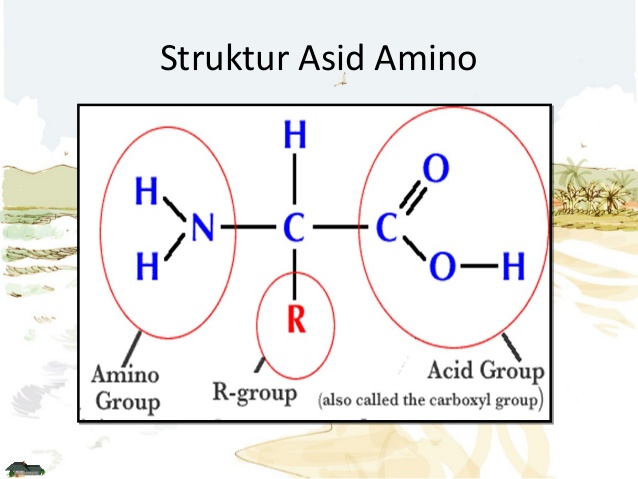 struktur-asid-amino